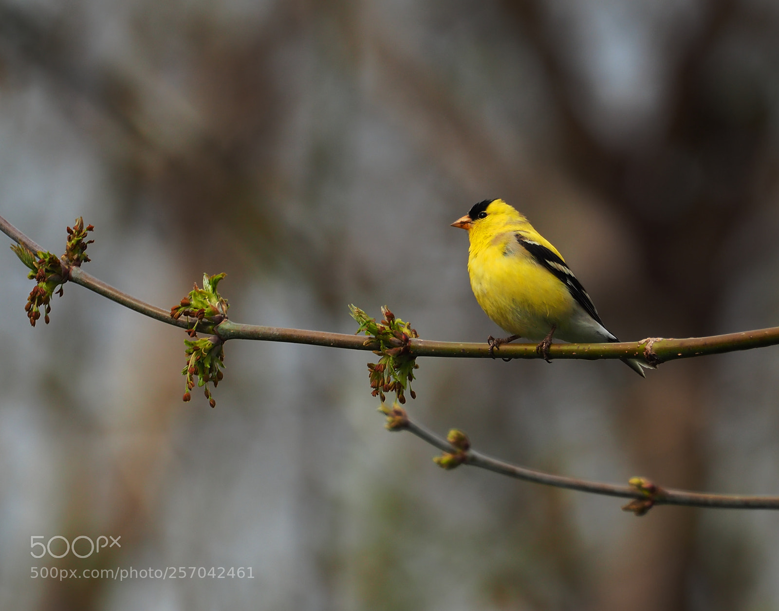 Olympus OM-D E-M5 II sample photo. American goldfinch male photography