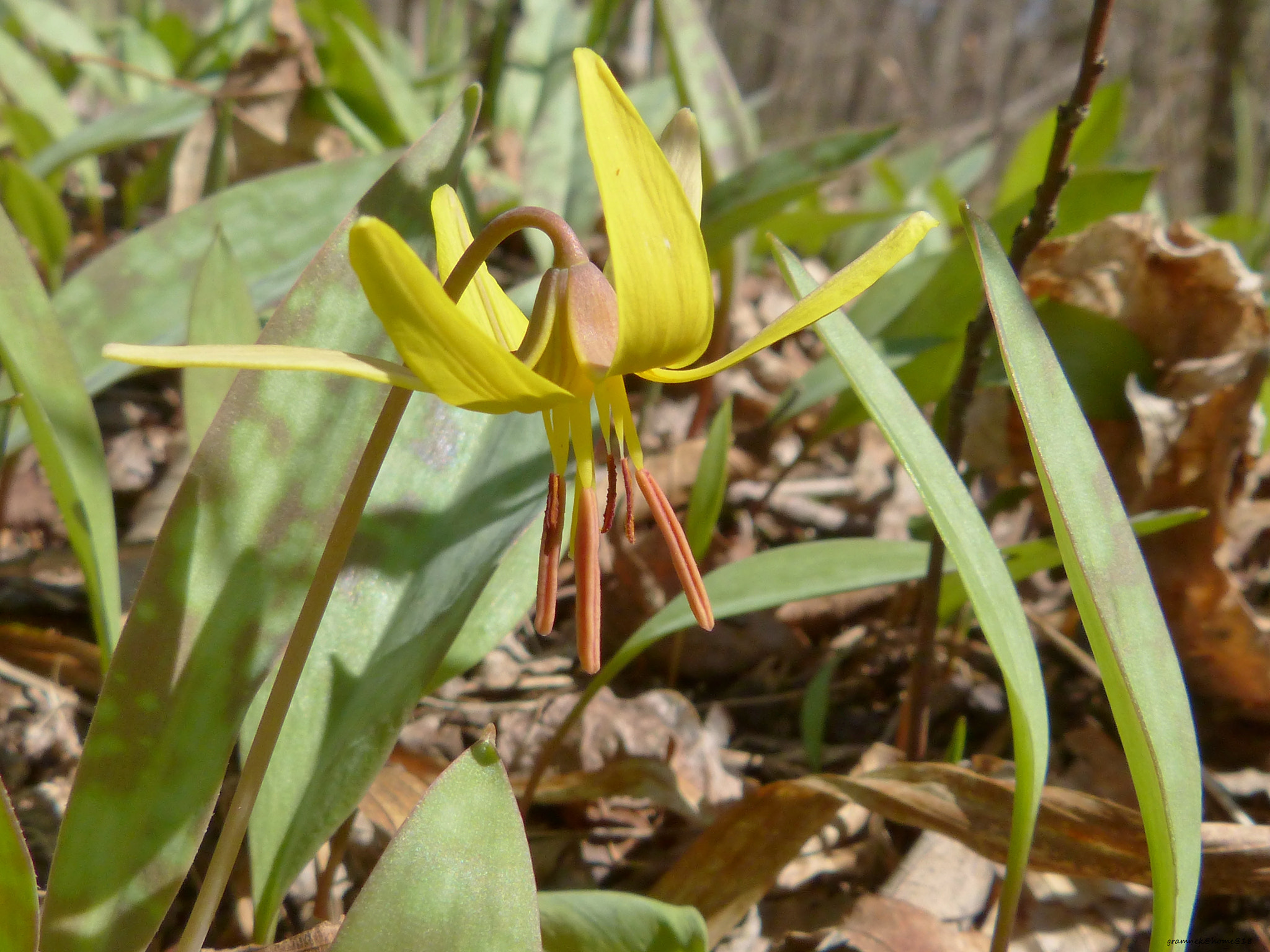 Panasonic Lumix DMC-FZ60 (Lumix DMC-FZ62) sample photo. Yellow trout lilly (by any other name) photography