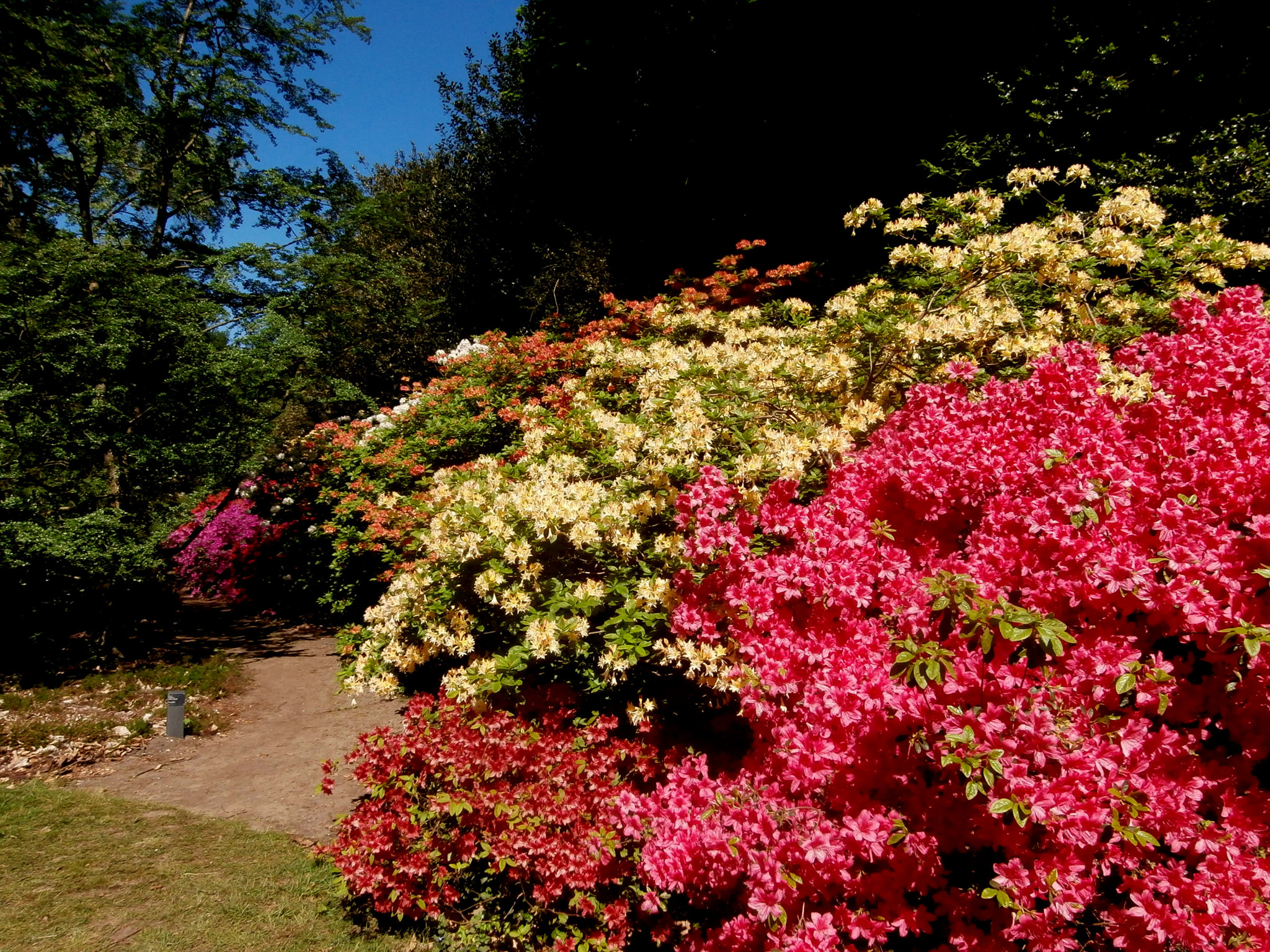 Olympus VR340,D750 sample photo. Belmonte arboretum, wageningen. photography
