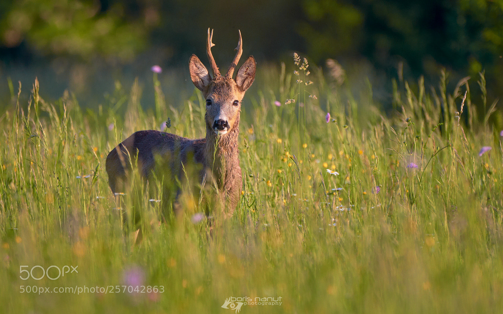 Nikon D5100 sample photo. Oh deer, it's spring photography