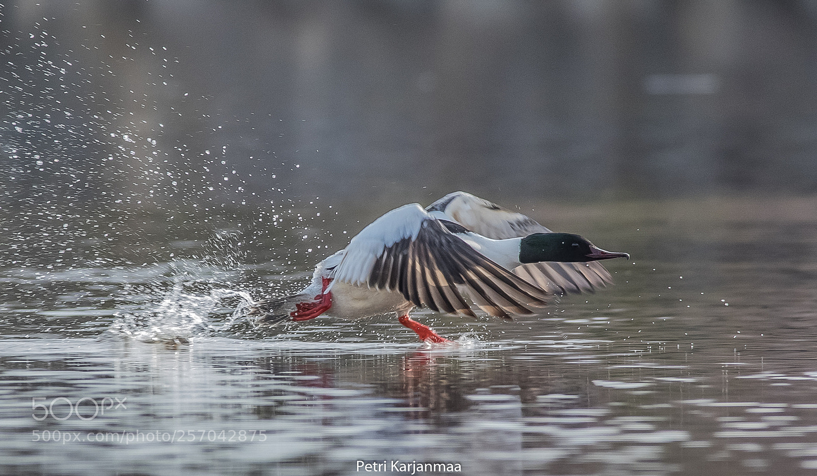 Canon EOS 7D Mark II sample photo. Speed king iii photography
