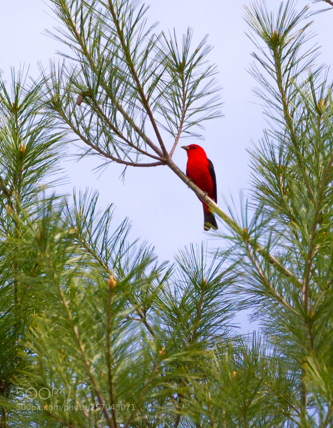 Canon EOS 7D sample photo. Red bird posing photography