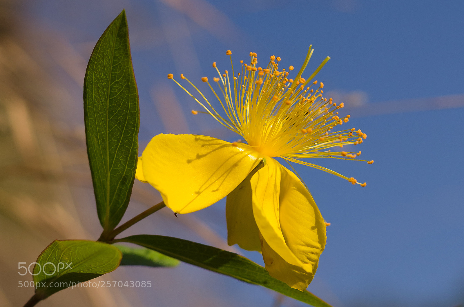 Nikon D5100 sample photo. Complementary colors photography