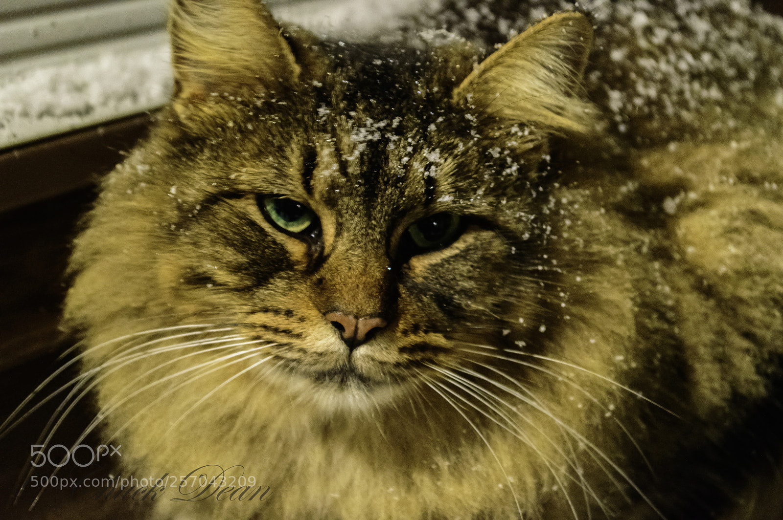 Nikon D3200 sample photo. Momma photography