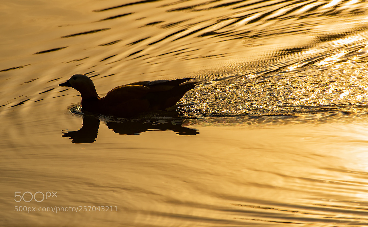 Sony SLT-A57 sample photo. Duck at sunset photography
