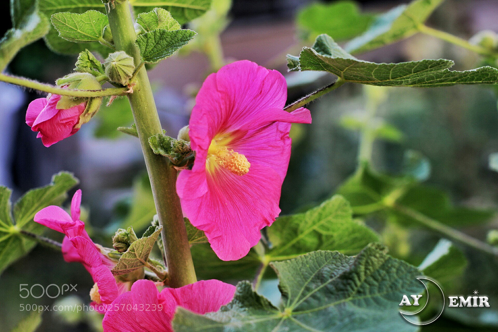 Canon EOS 750D (EOS Rebel T6i / EOS Kiss X8i) sample photo. Untitled photography