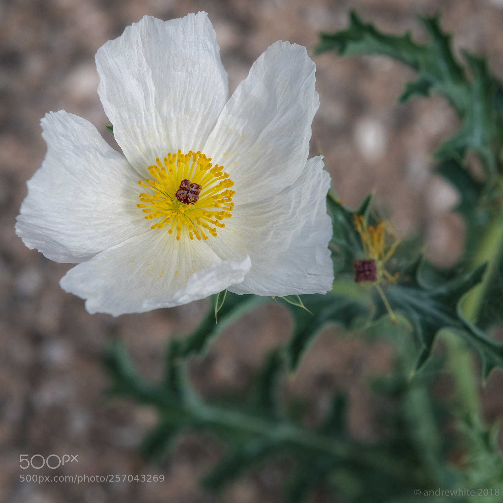Nikon D850 sample photo. White prickly poppy photography