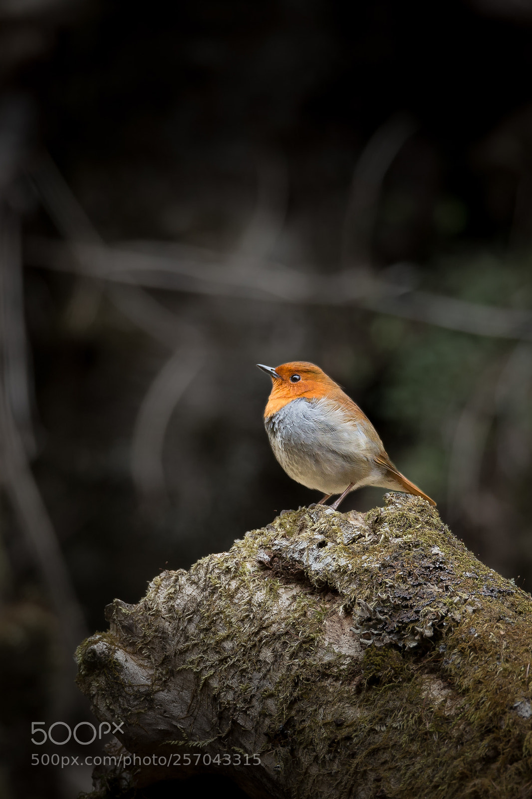 Canon EOS-1D X sample photo. 駒鳥 photography