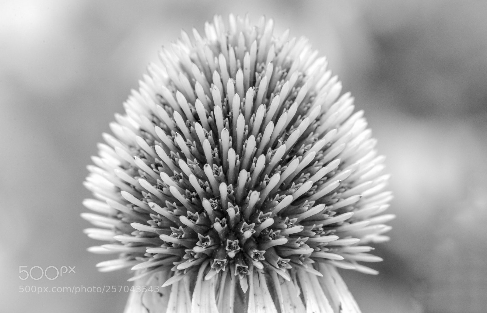 Nikon D600 sample photo. Nature in b&w photography