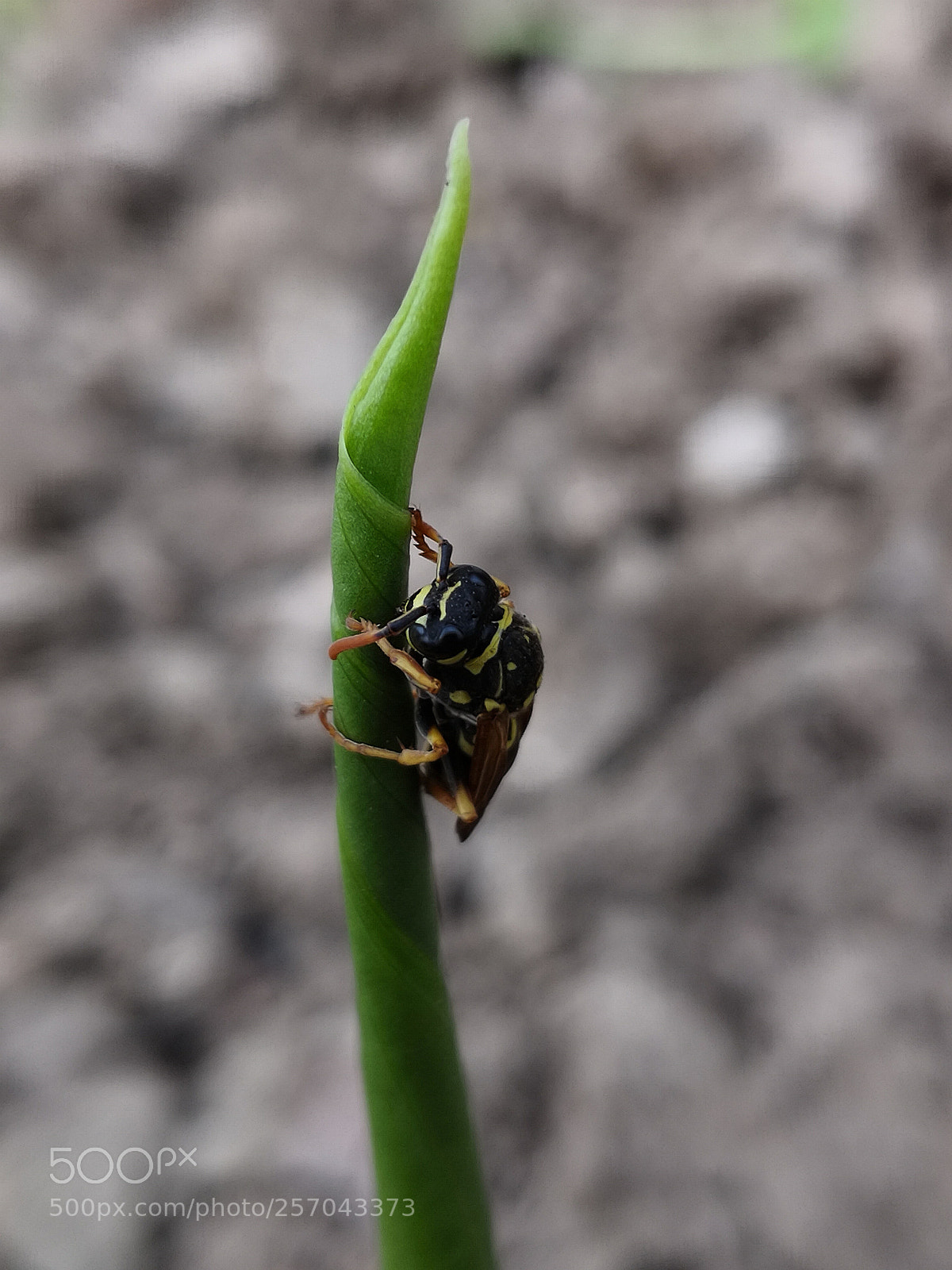 HUAWEI Mate 10 Pro sample photo. Untitled photography
