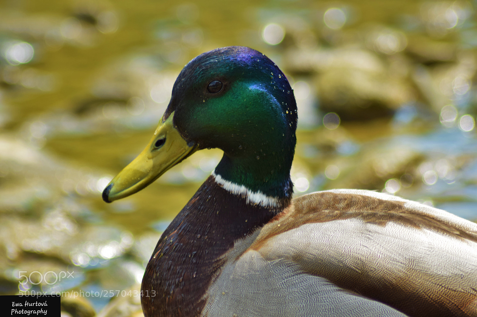 Nikon D3300 sample photo. Untitled photography