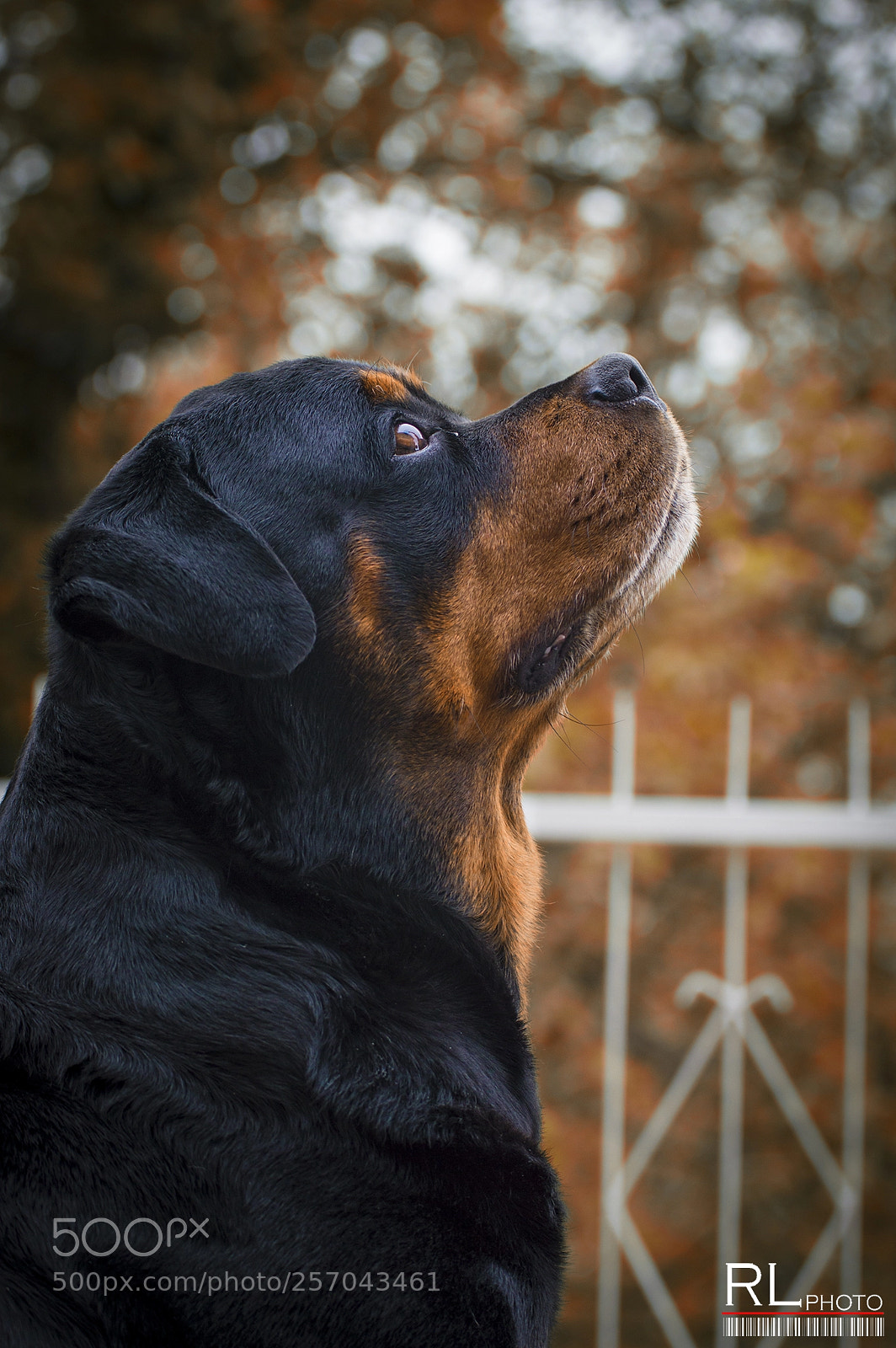 Nikon D3200 sample photo. Danko in autumn photography