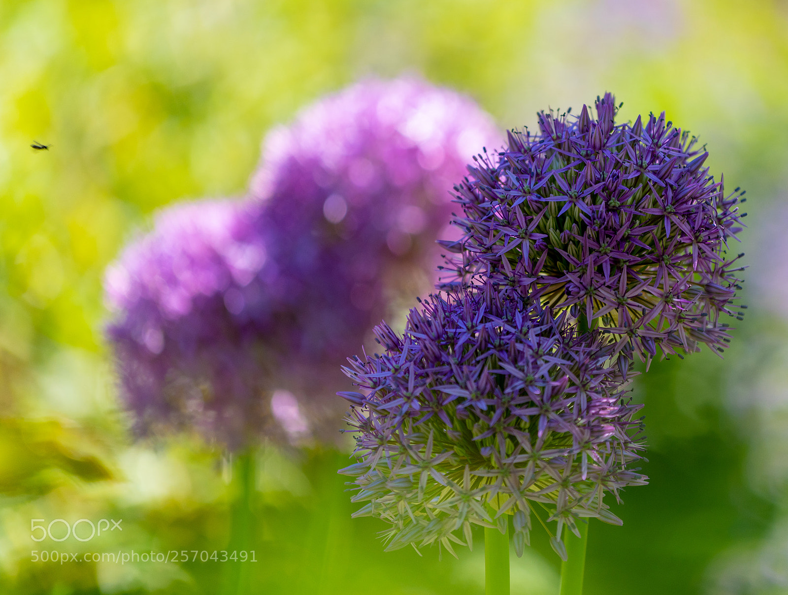 Nikon D810 sample photo. Pairs photography