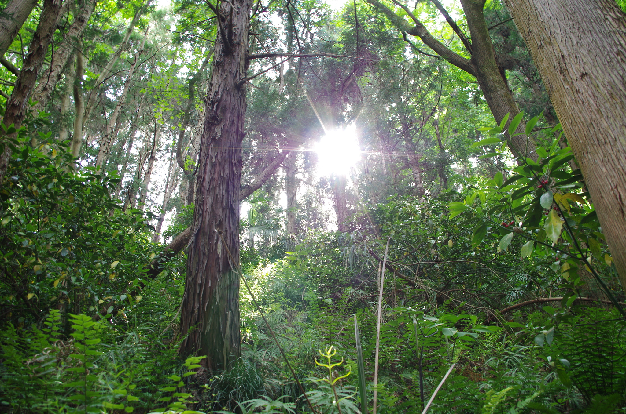 smc PENTAX-DA L 18-55mm F3.5-5.6 sample photo. Beauty growing photography