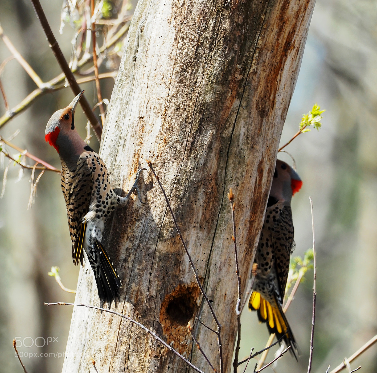 Olympus OM-D E-M5 II sample photo. Northern flicker male photography