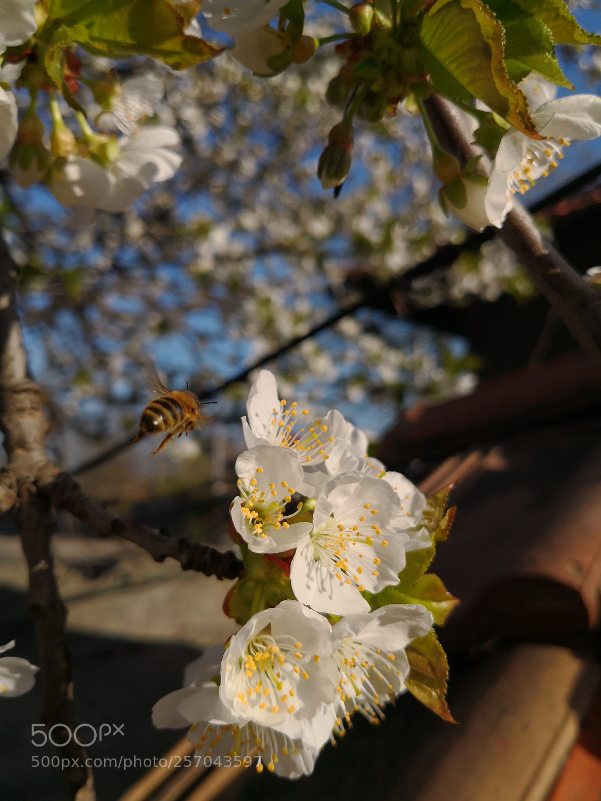 HUAWEI Mate 10 Pro sample photo. Untitled photography