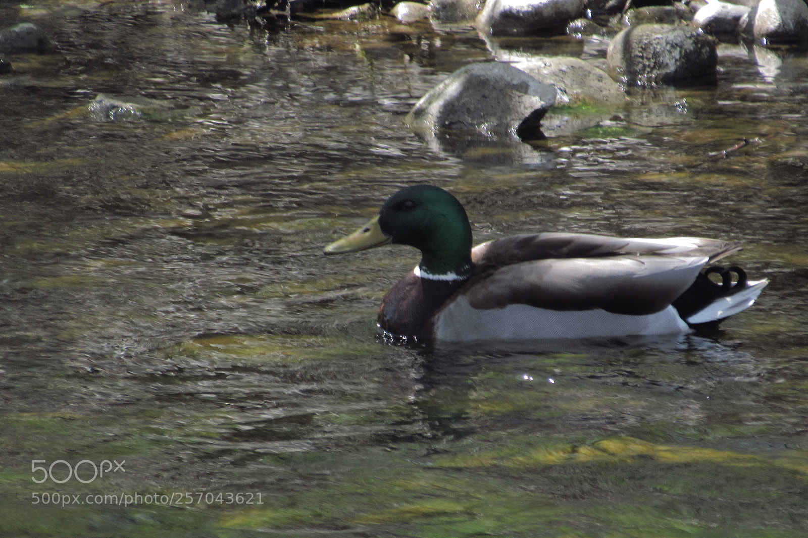 Canon PowerShot SX530 HS sample photo. Duck in water photography