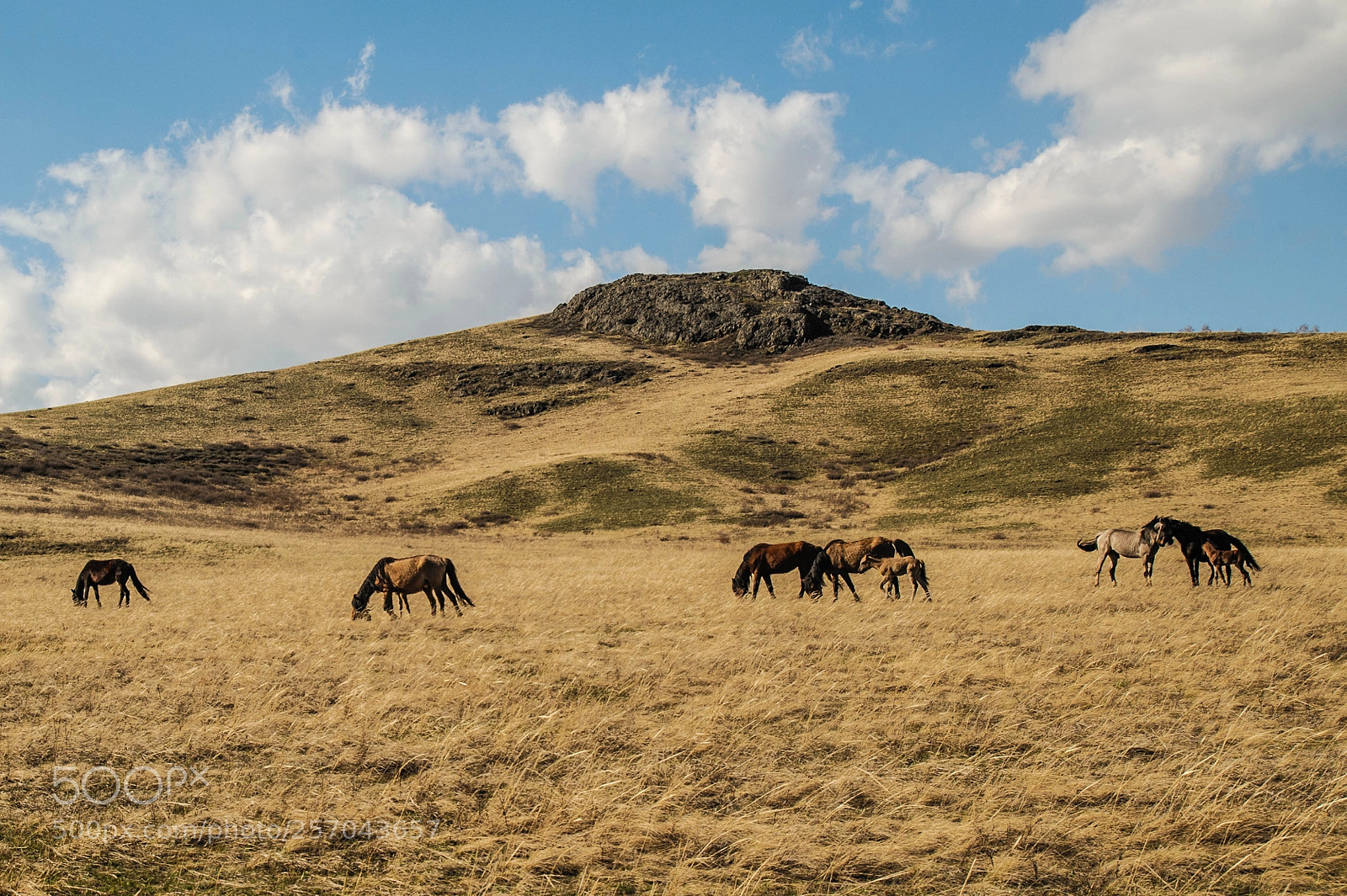 Nikon D700 sample photo. Башкирские лошадки photography