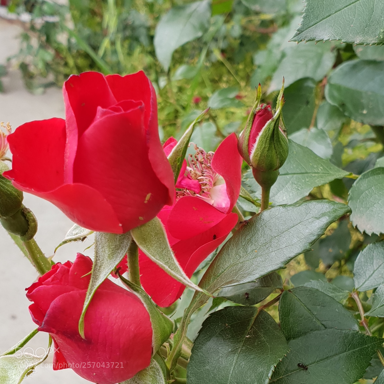 Samsung Galaxy S9+ sample photo. Untitled photography