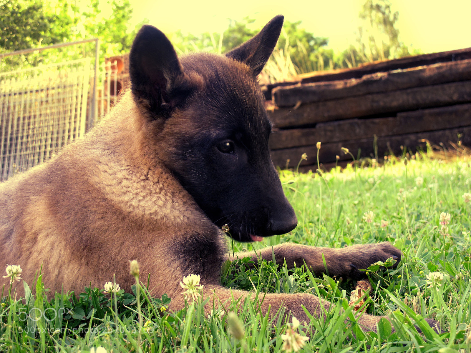 Canon PowerShot G12 sample photo. Puppy photography