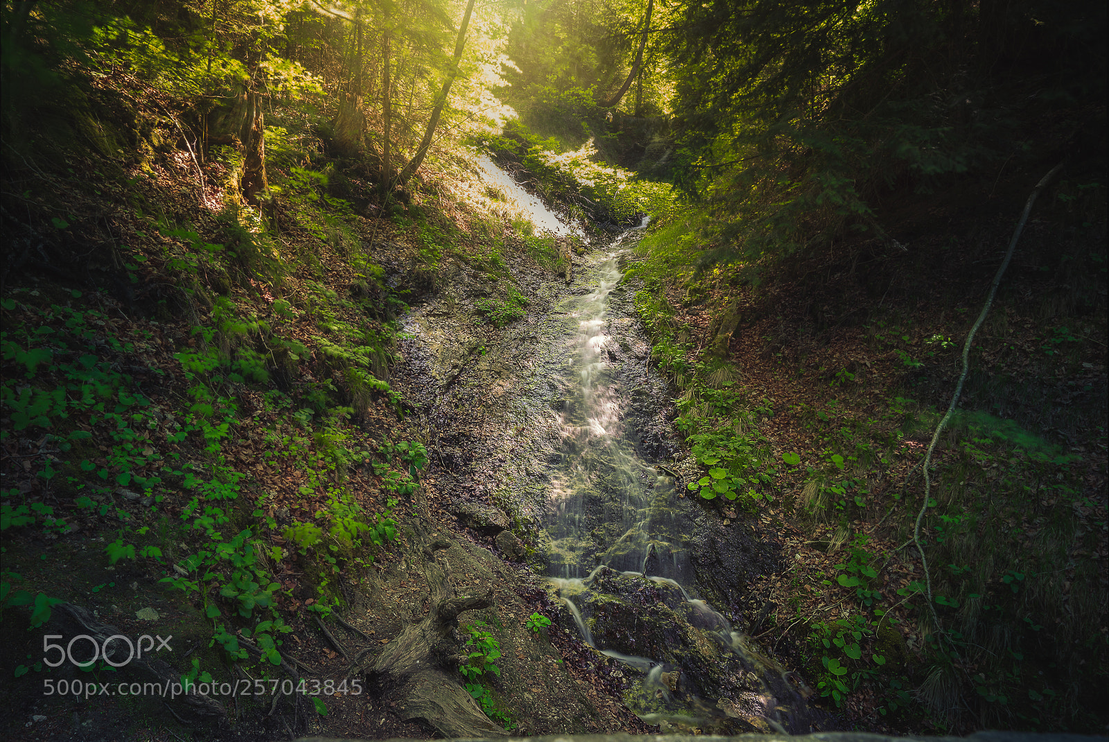 Sony a7 II sample photo. Schwangau forrest photography