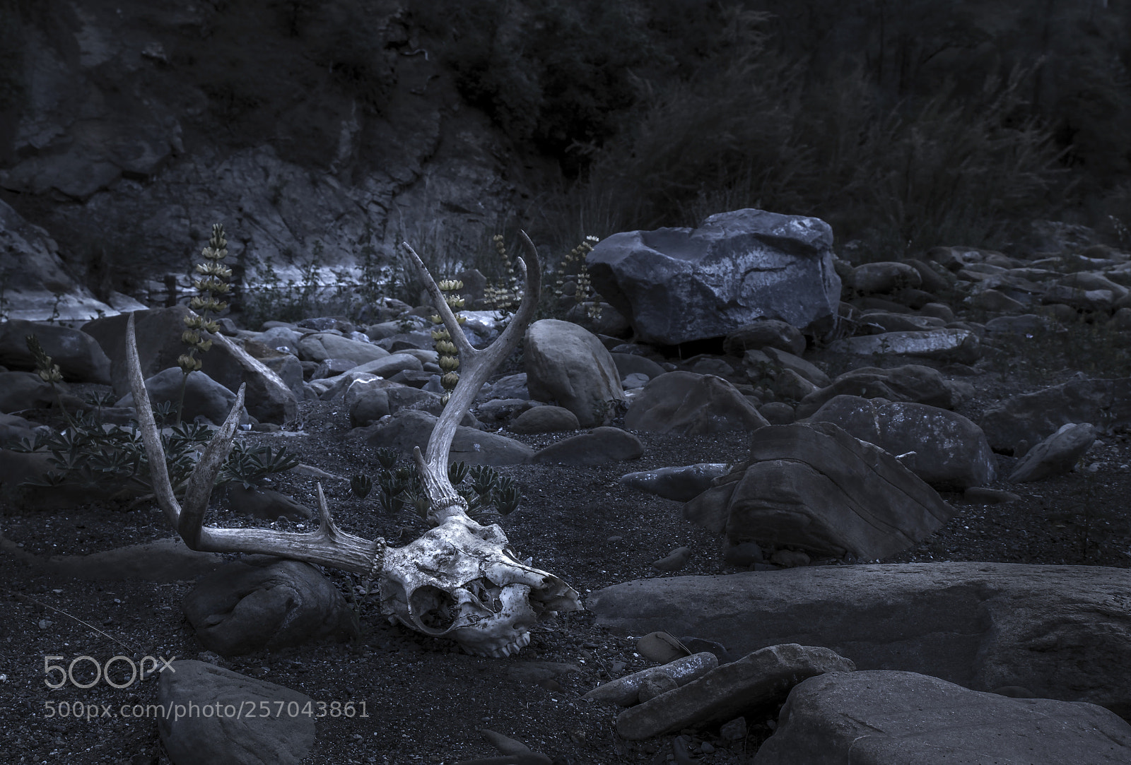 Nikon D800 sample photo. River ghost photography