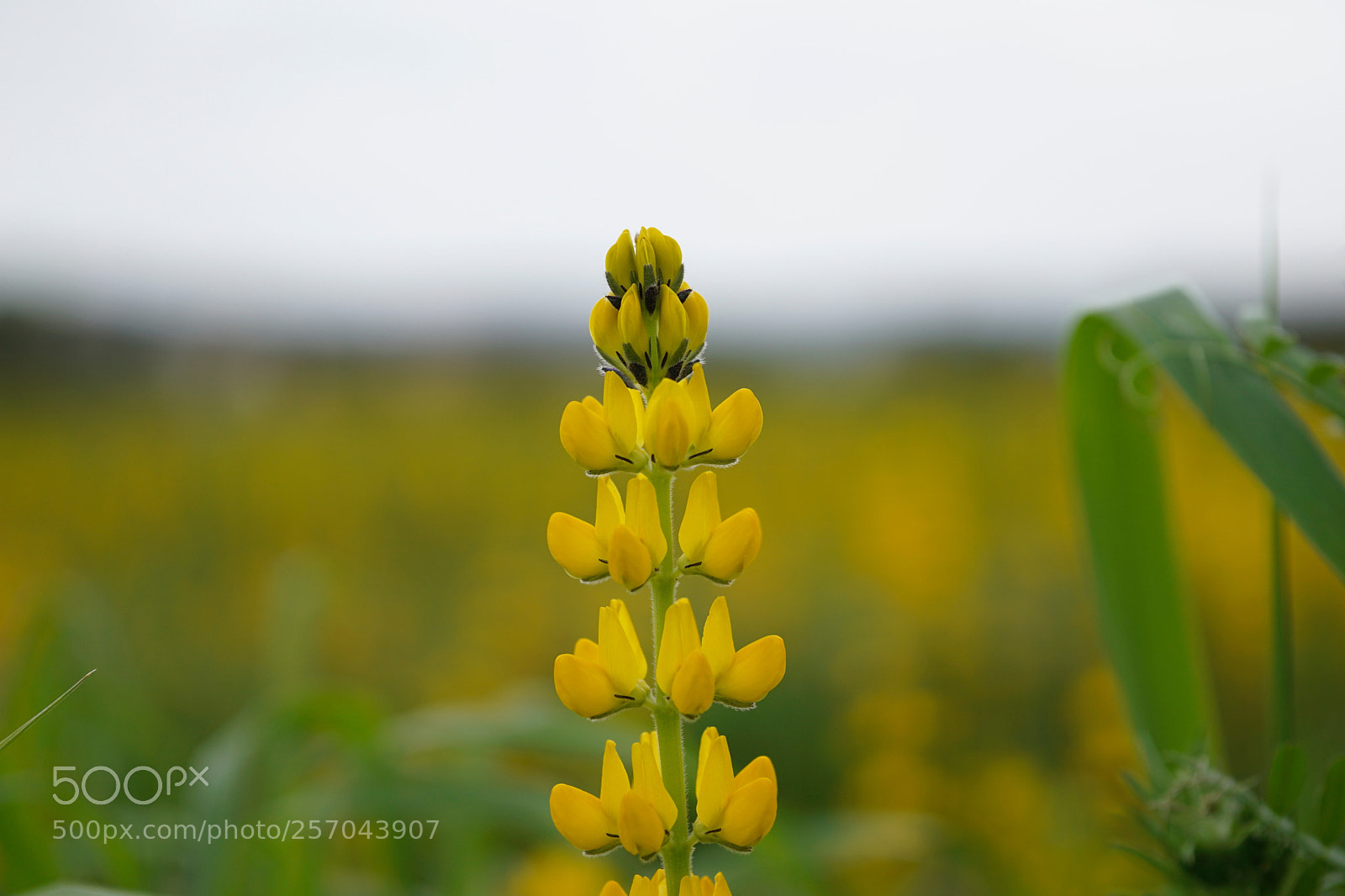 Sony a6000 sample photo. Lupine photography