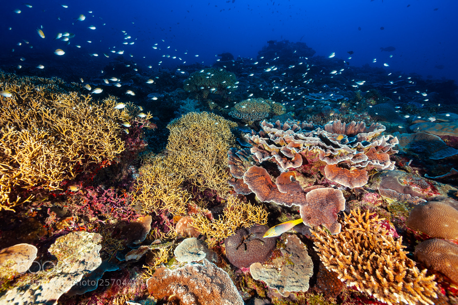 Canon EOS 5DS R sample photo. Reef buider photography