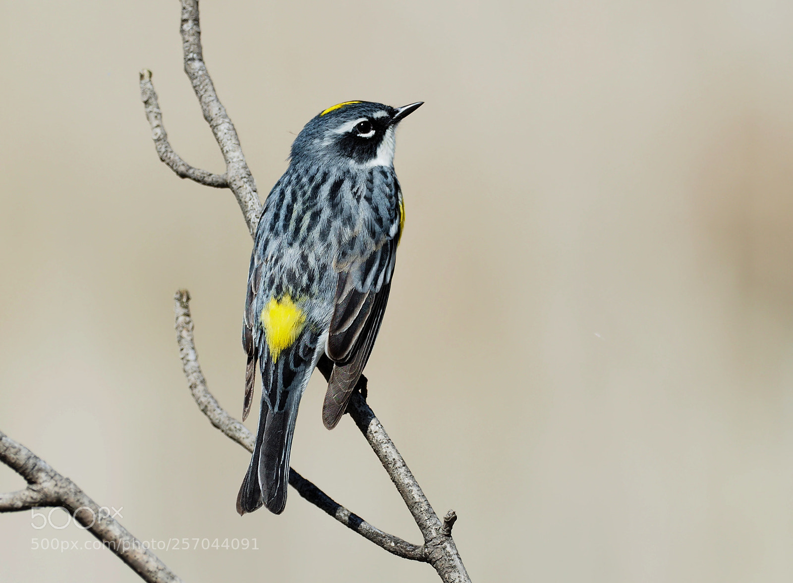 Olympus OM-D E-M5 II sample photo. Yellow-rumped warbler male photography