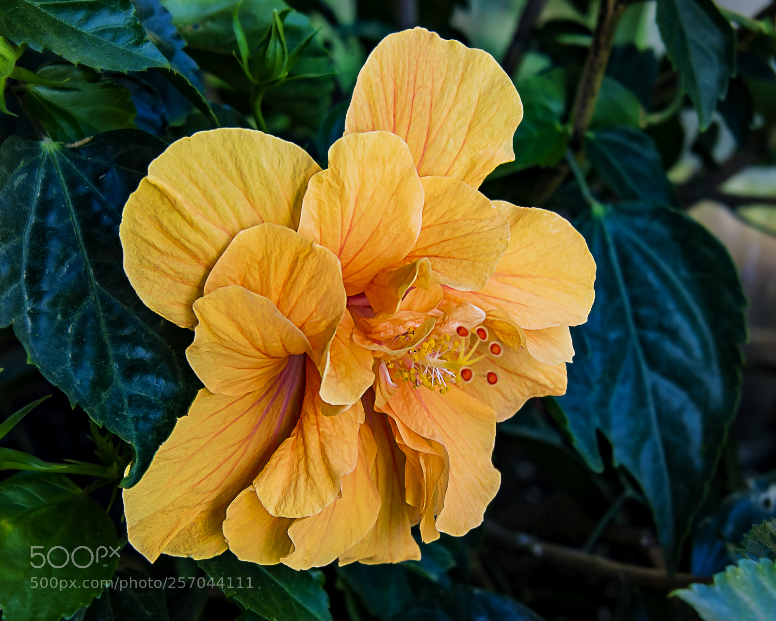 Nikon D750 sample photo. Tangerine photography