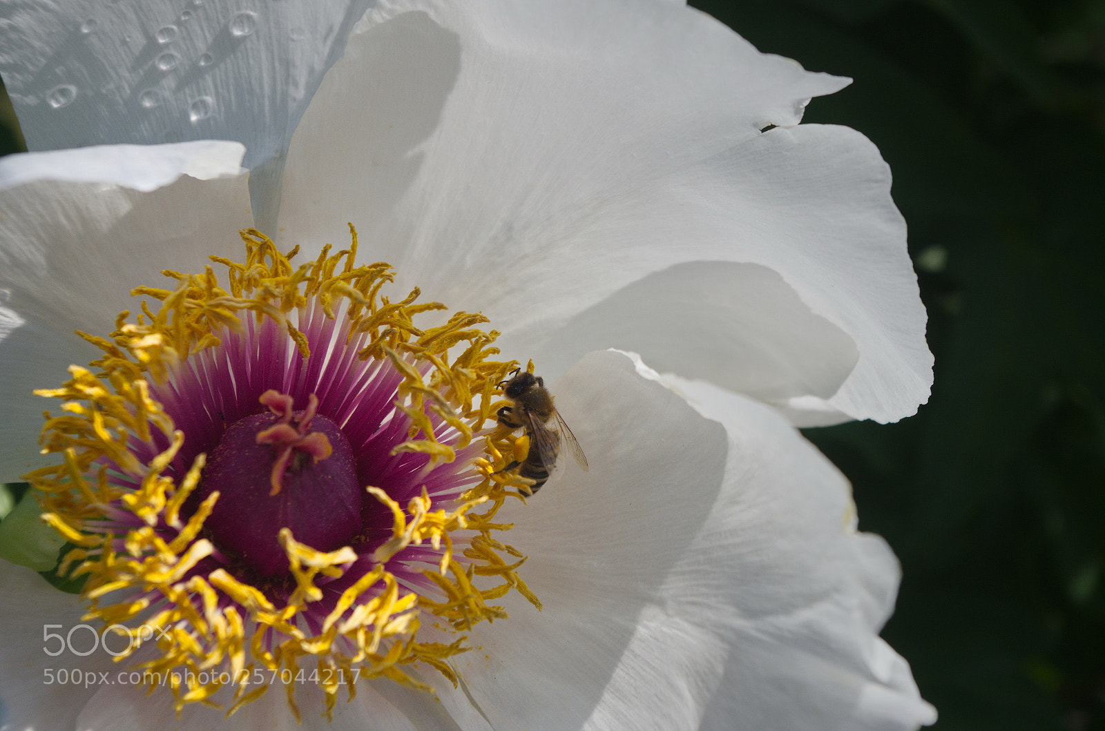 Pentax K-30 sample photo. Peony photography