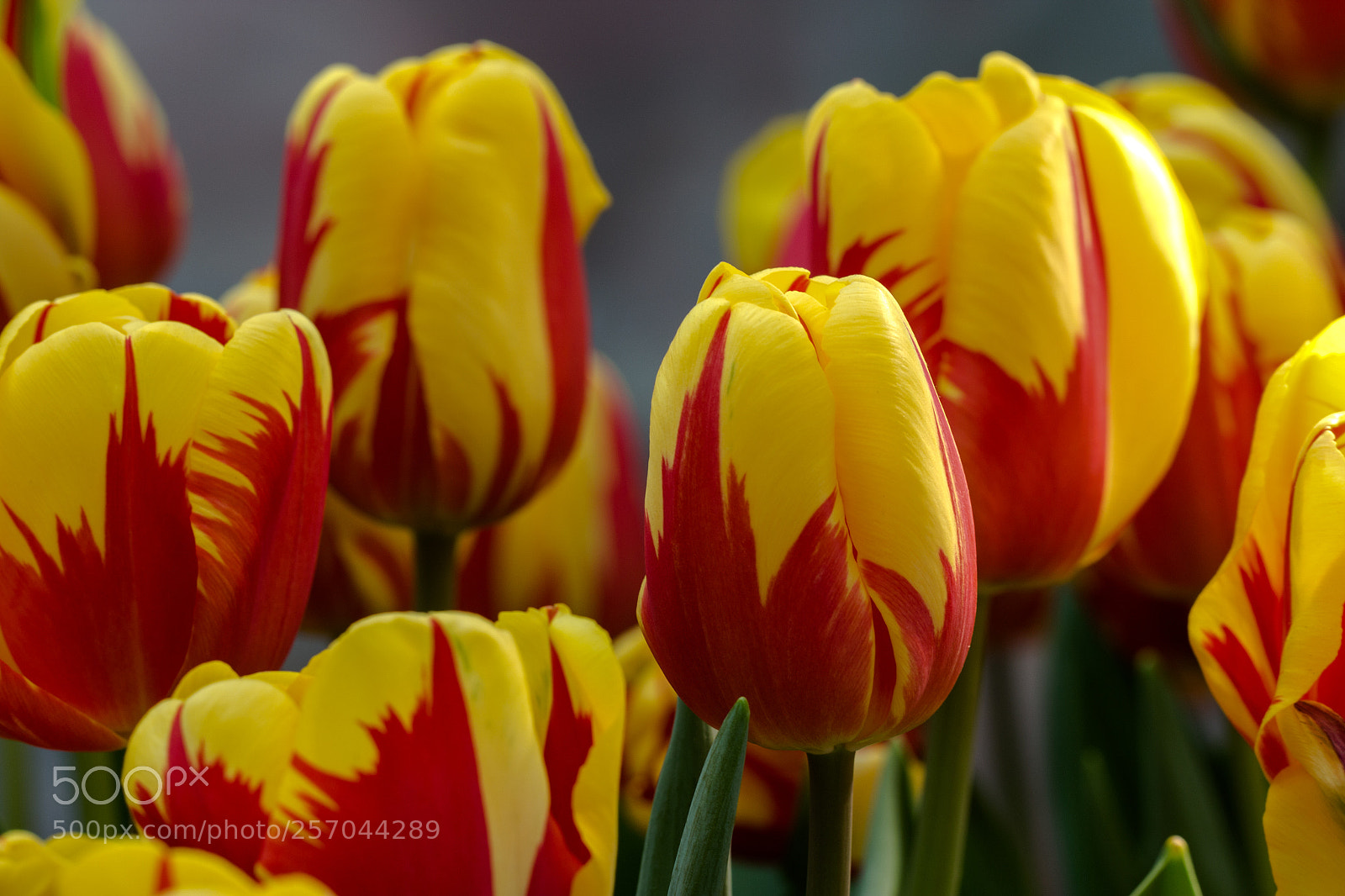 Canon EOS 70D sample photo. Tulips close-up shot photography