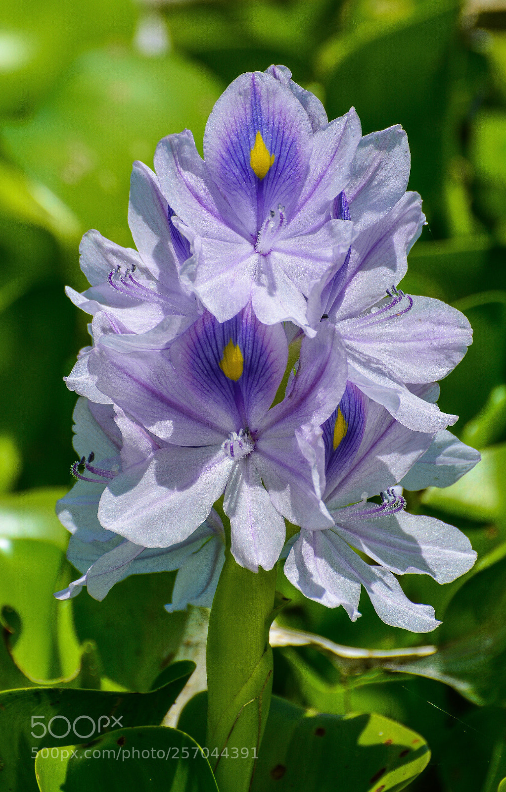 Nikon D7100 sample photo. Water hyacinth bloom photography