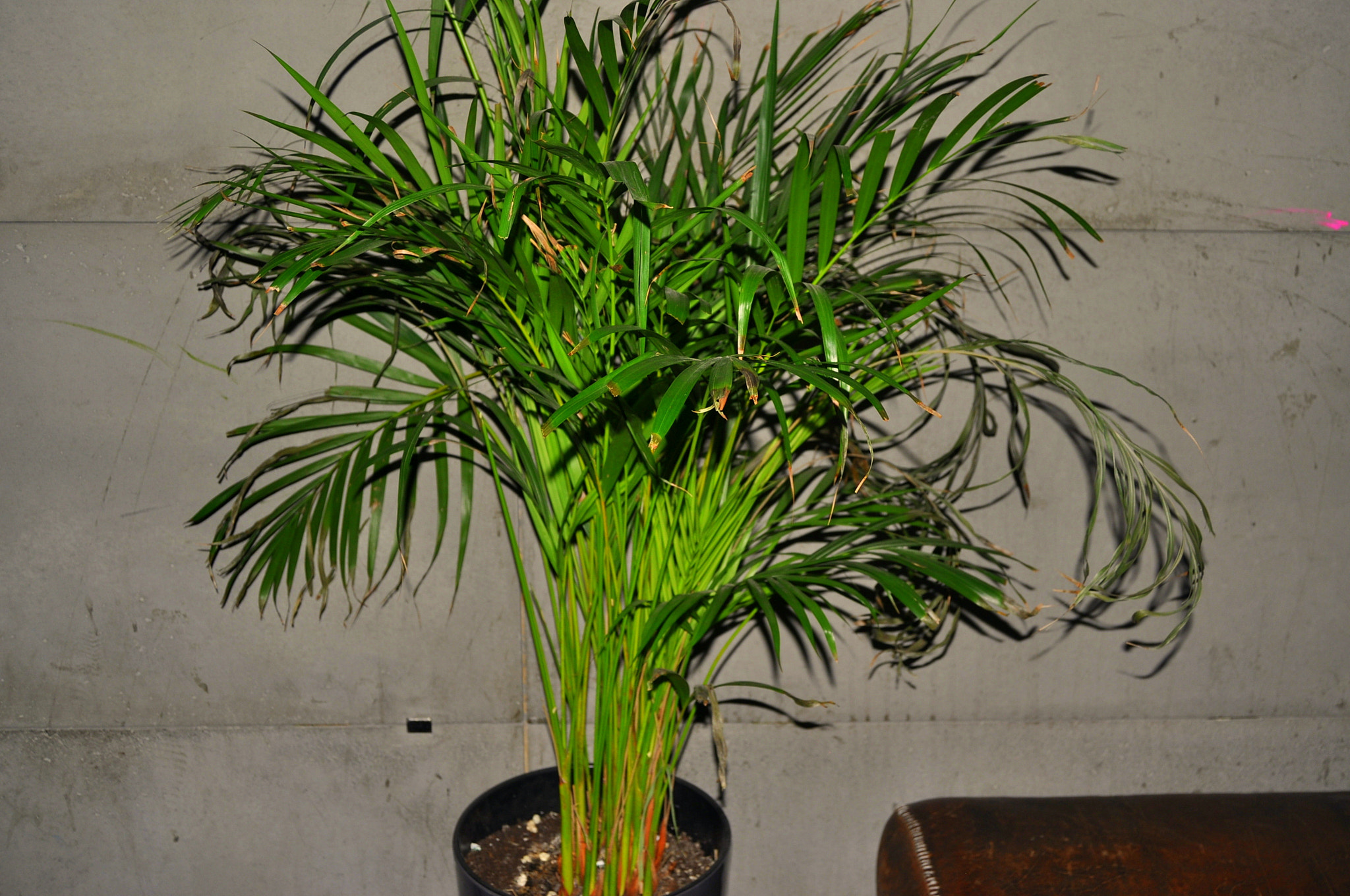 Nikon D5000 sample photo. Dsc photography