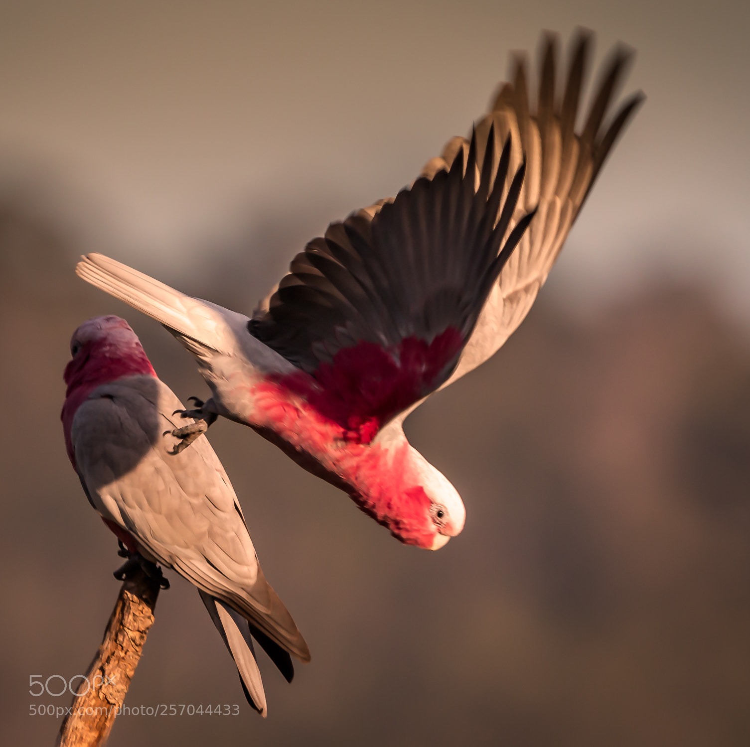 Canon EOS 70D sample photo. The galah photography