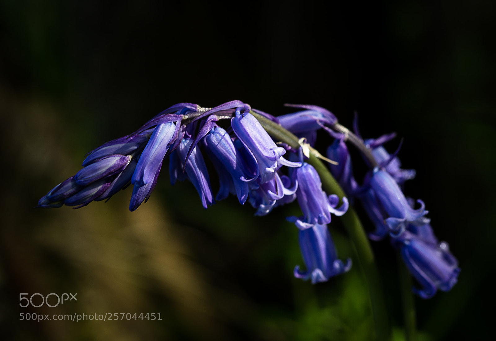 Canon EOS 6D sample photo. Bluebell photography