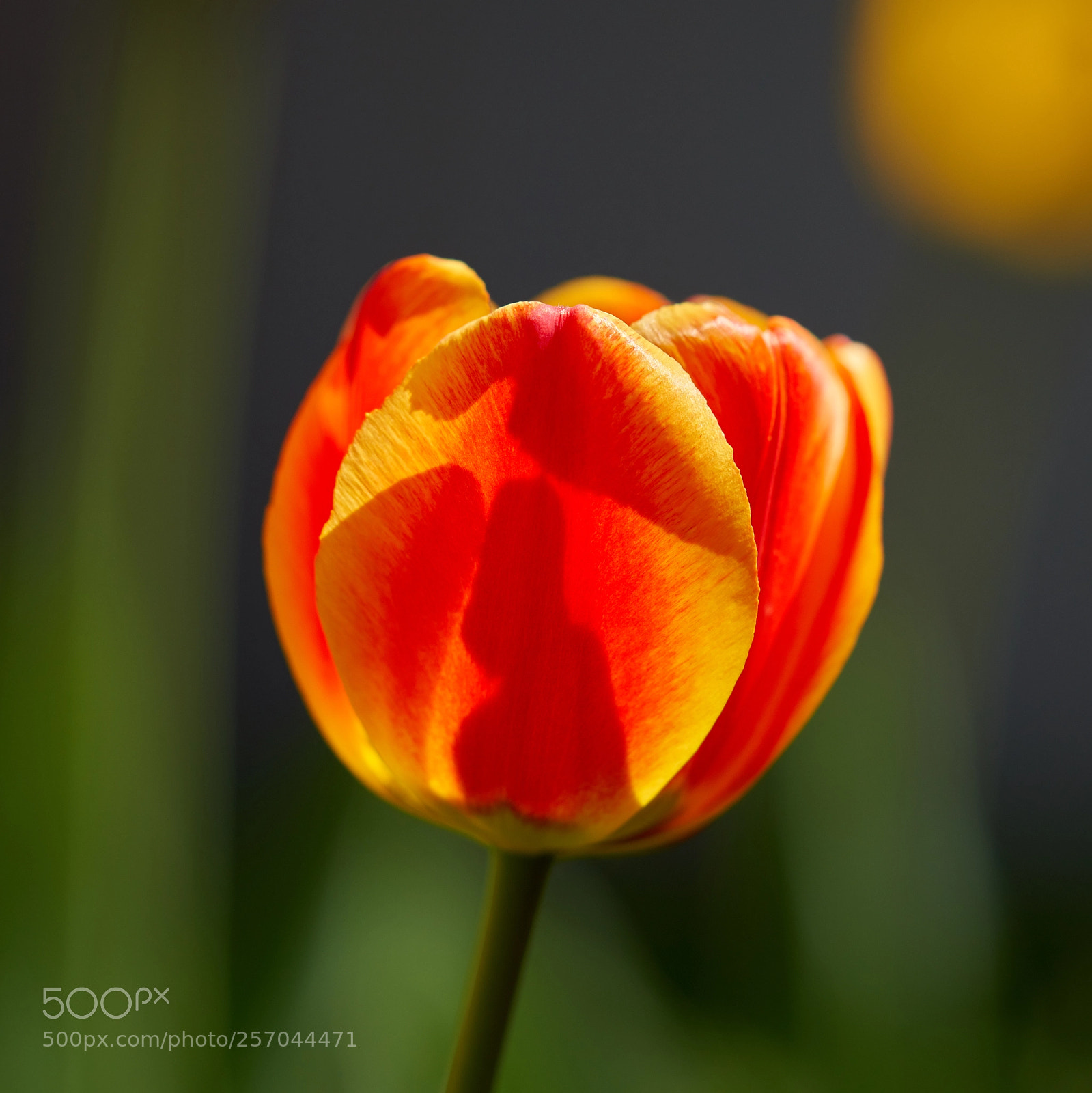 Sony a99 II sample photo. ... photography