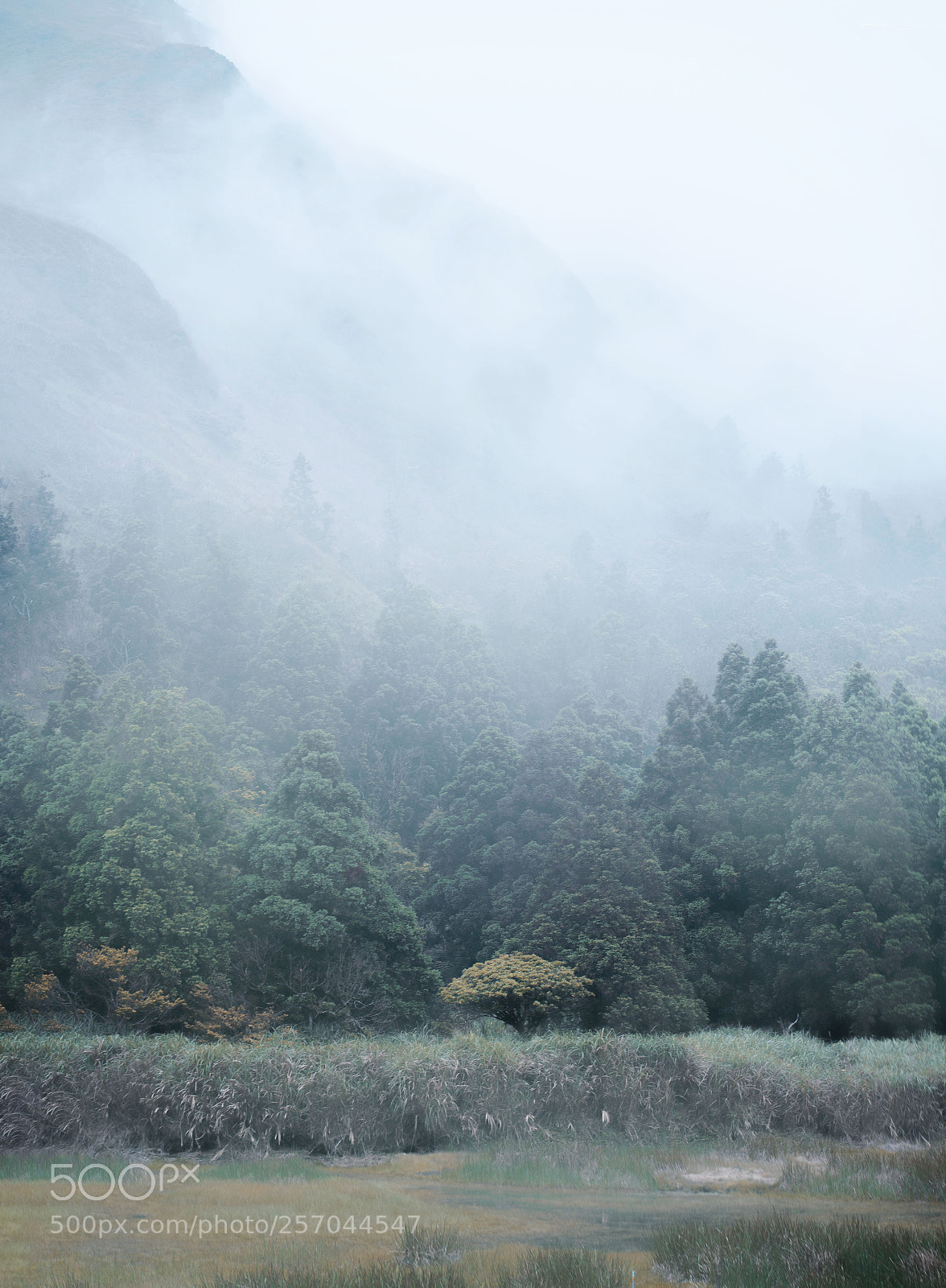 Olympus OM-D E-M10 II sample photo. 陽明山夢幻湖 photography