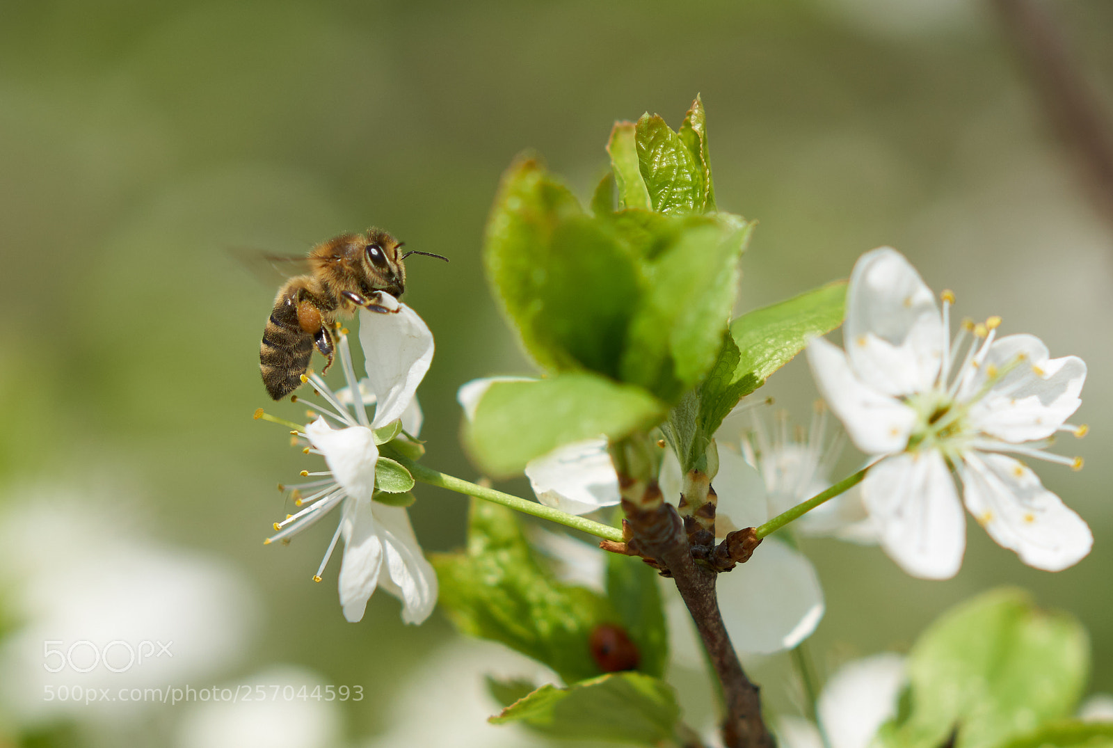 Sony a99 II sample photo. пчела photography
