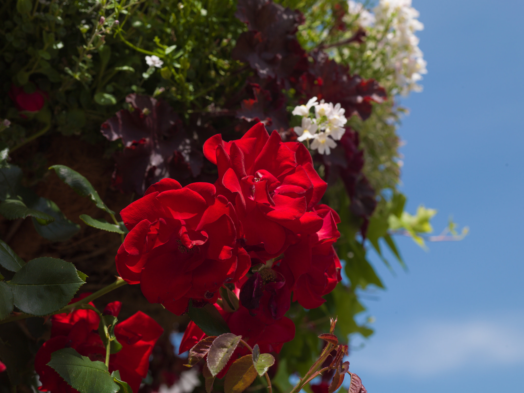 Hasselblad H3D-39 sample photo. Rose at yamashita park photography