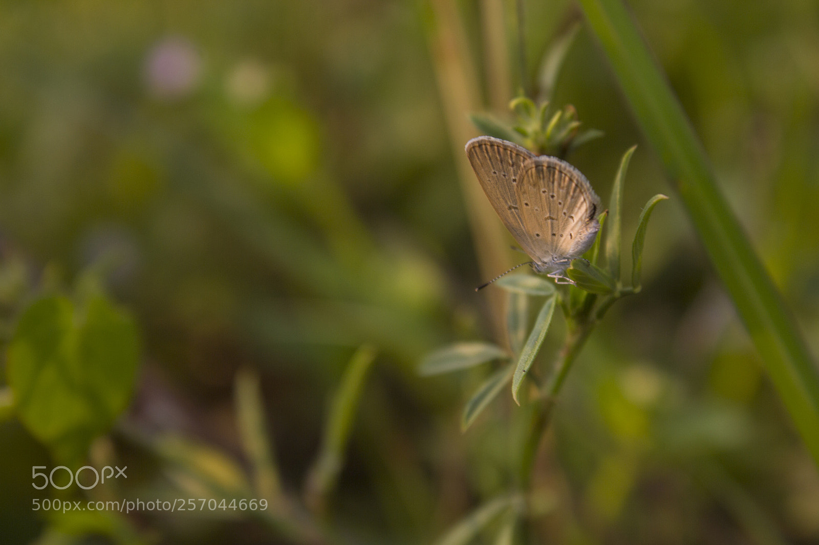 Canon EOS 550D (EOS Rebel T2i / EOS Kiss X4) sample photo. Butterfly spring green photography