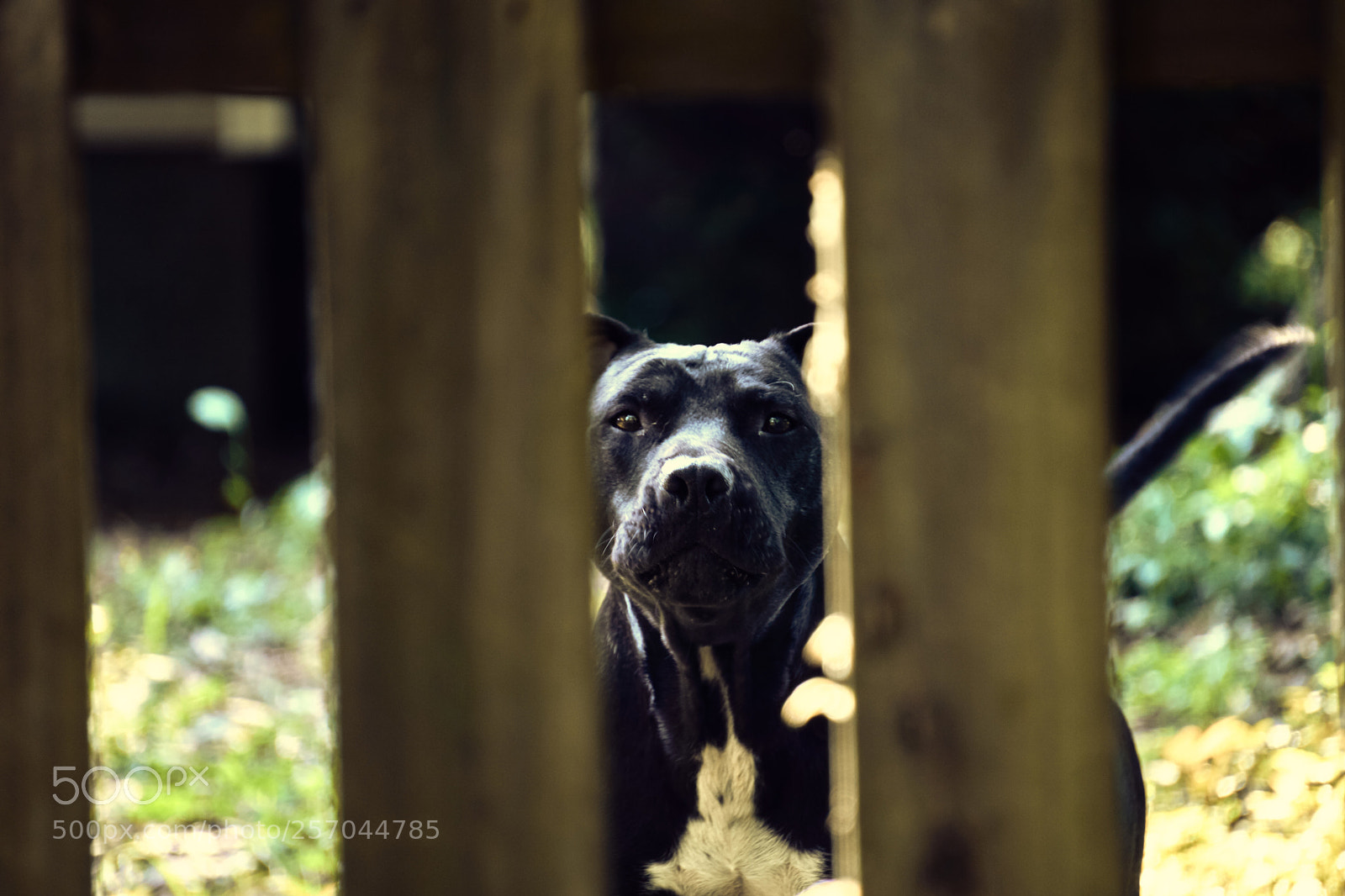 Sony a6000 sample photo. Staring dog photography