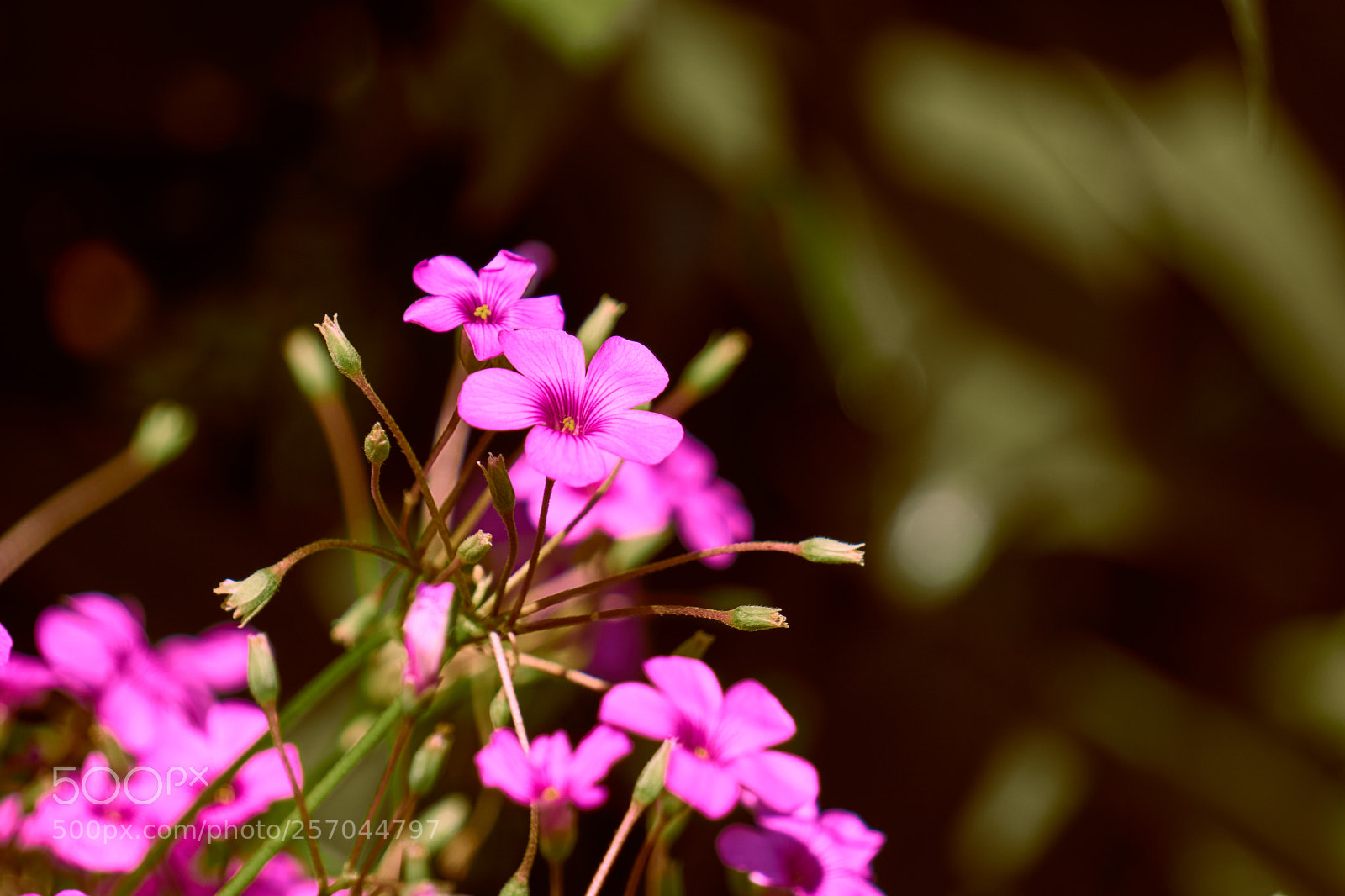 Sony a6000 sample photo. Flower photography