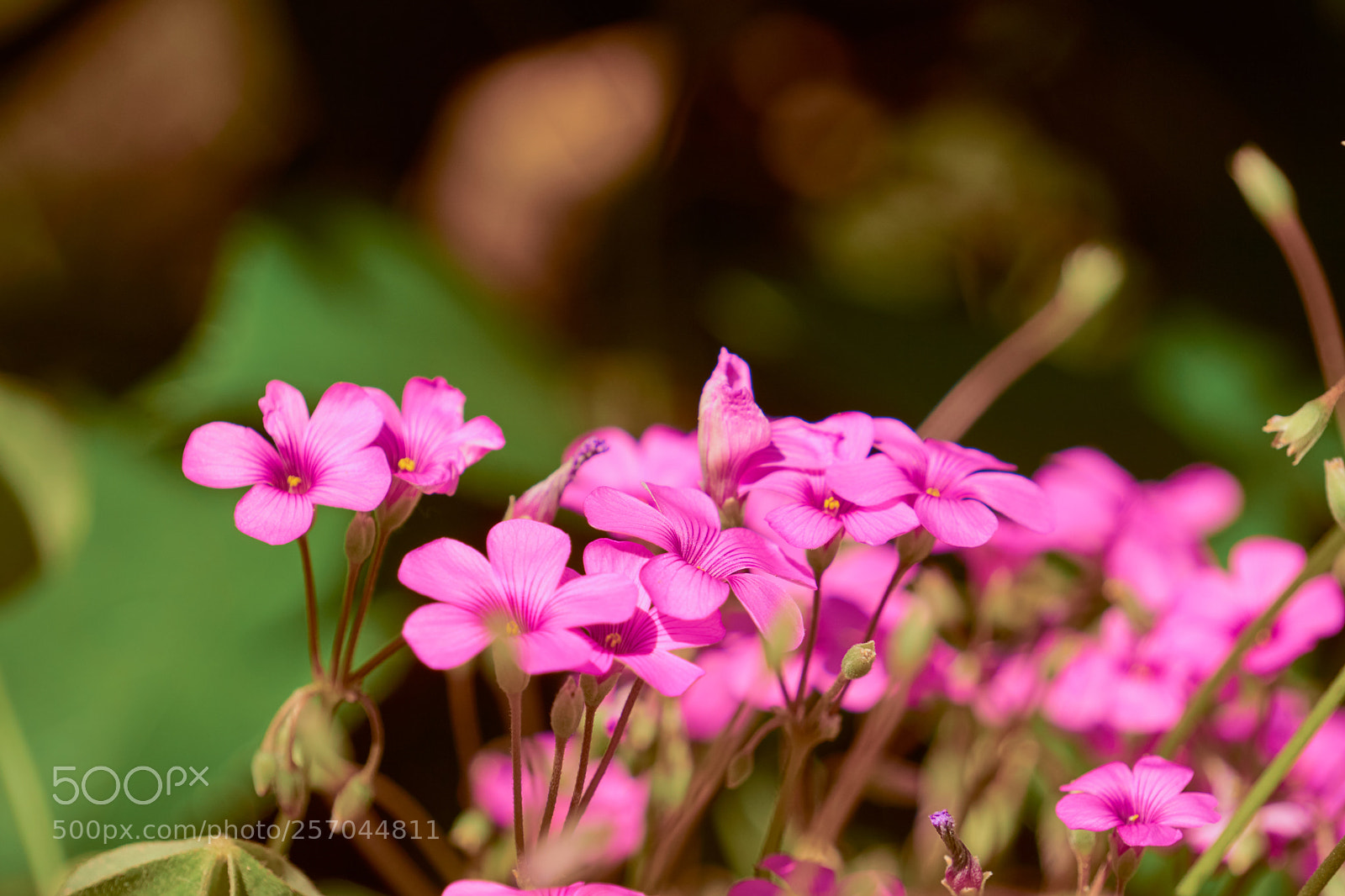 Sony a6000 sample photo. Flower photography