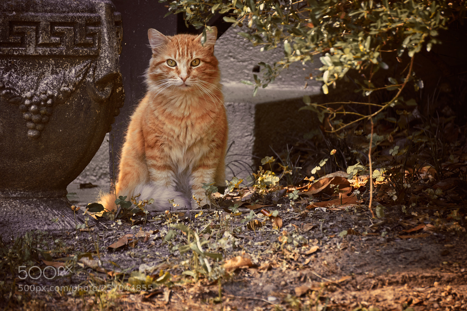Sony a6000 sample photo. Orange cat photography