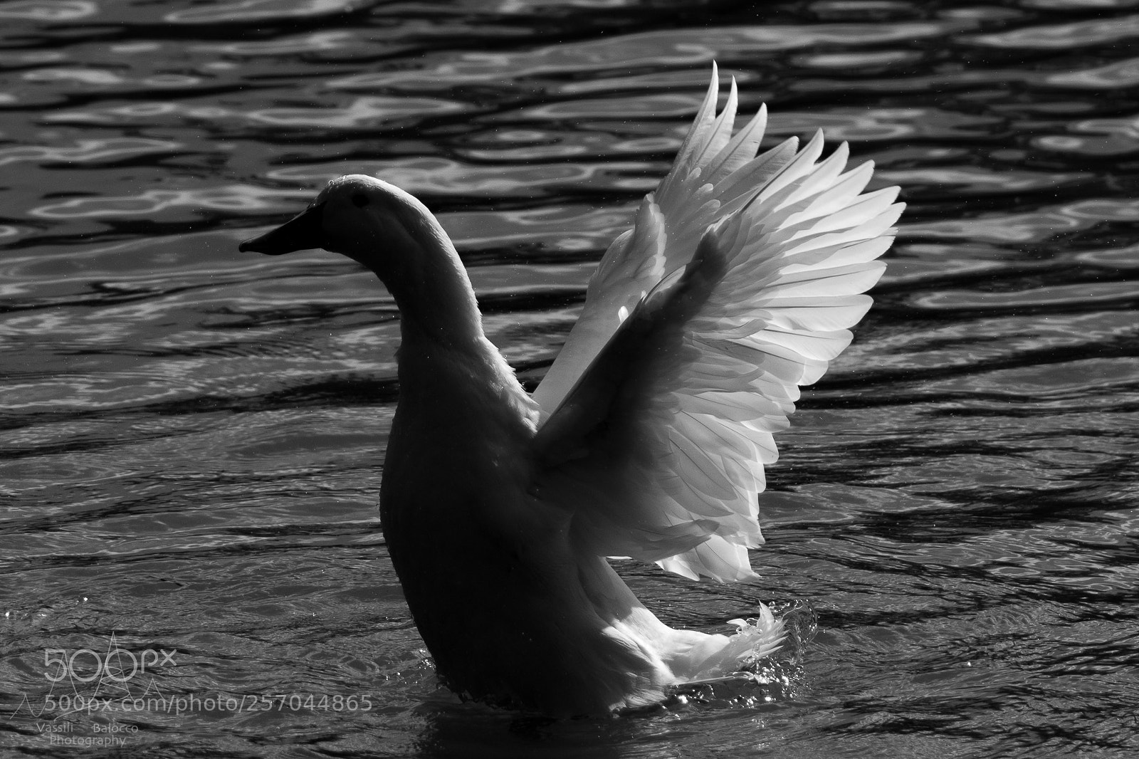 Nikon D500 sample photo. Una danza photography