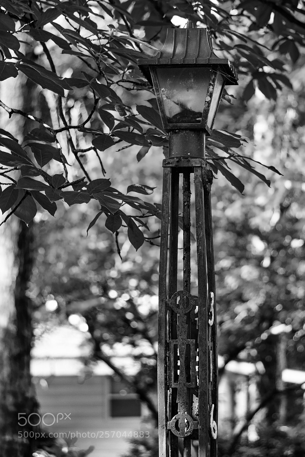 Sony a6000 sample photo. B&w lamp photography