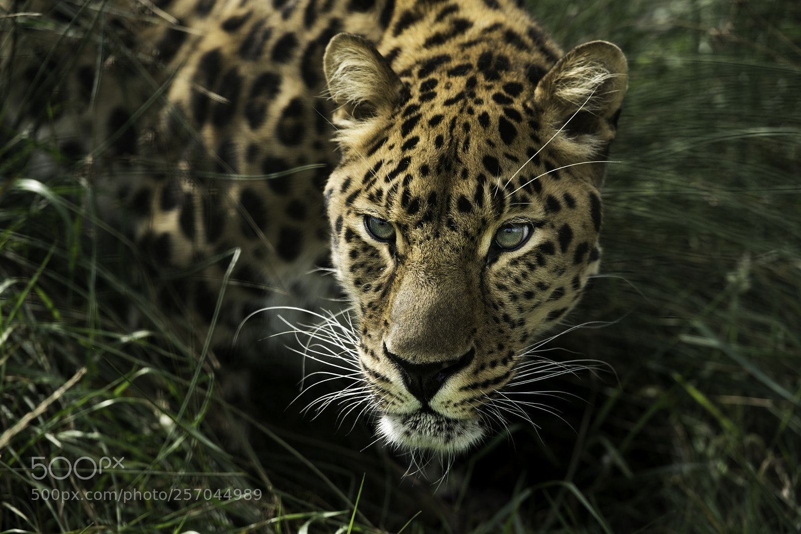 Nikon D5 sample photo. Amur leopard photography