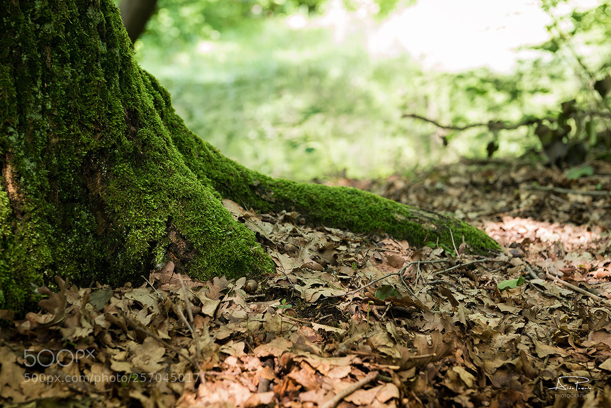 Nikon D750 sample photo. Moss in the wood photography