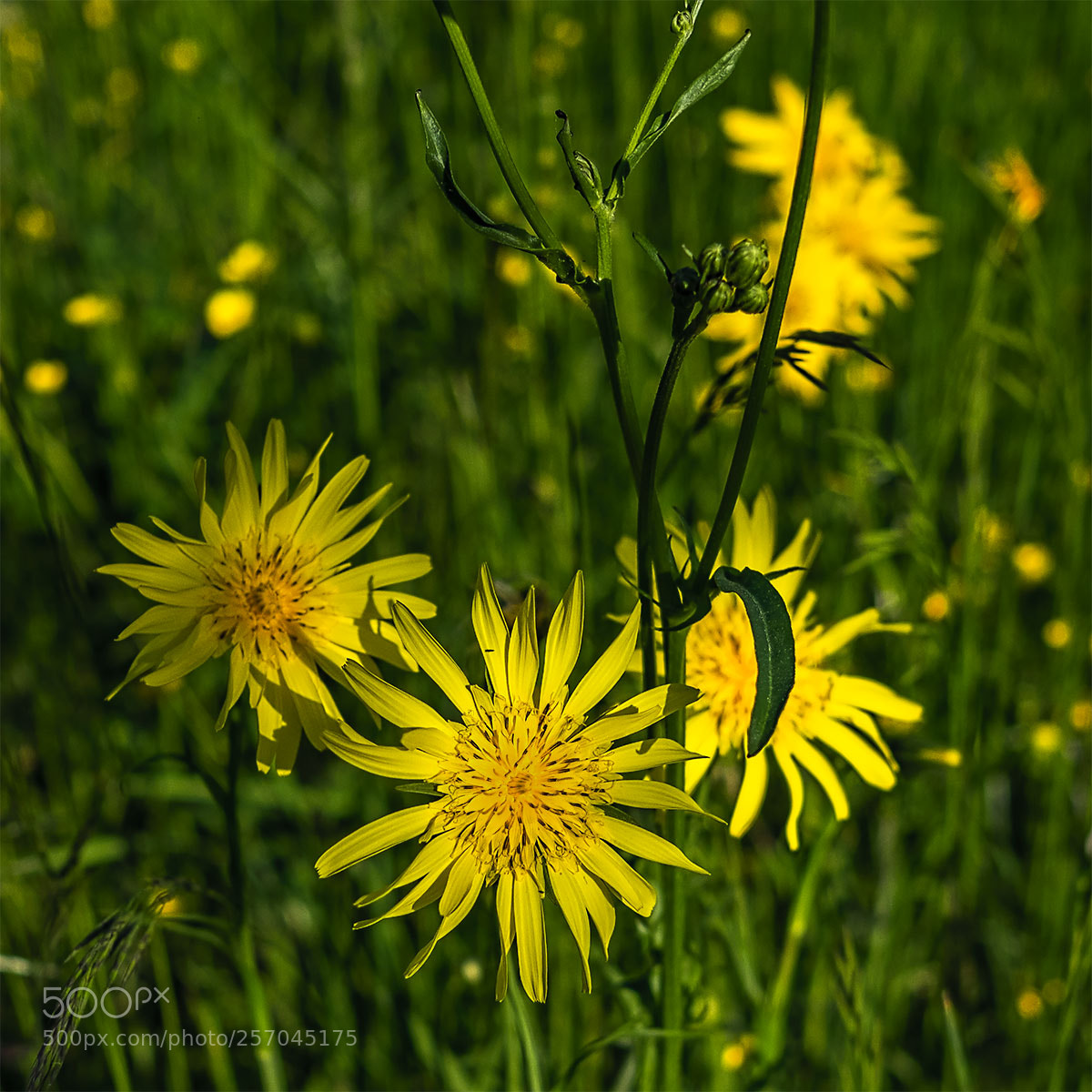 Fujifilm X-T1 sample photo. Blüten 080518-002 photography